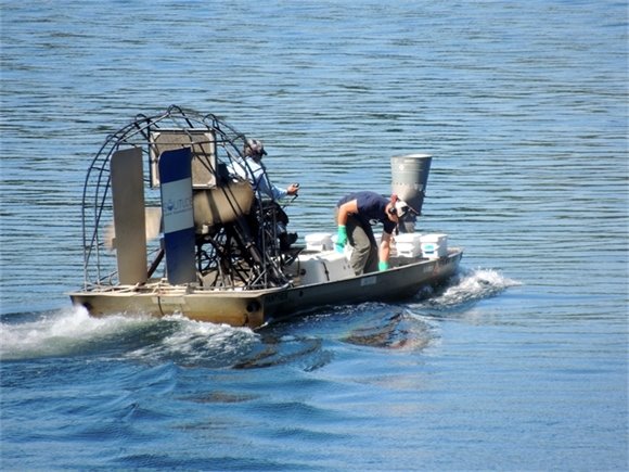 Hydrilla Booster Treatment